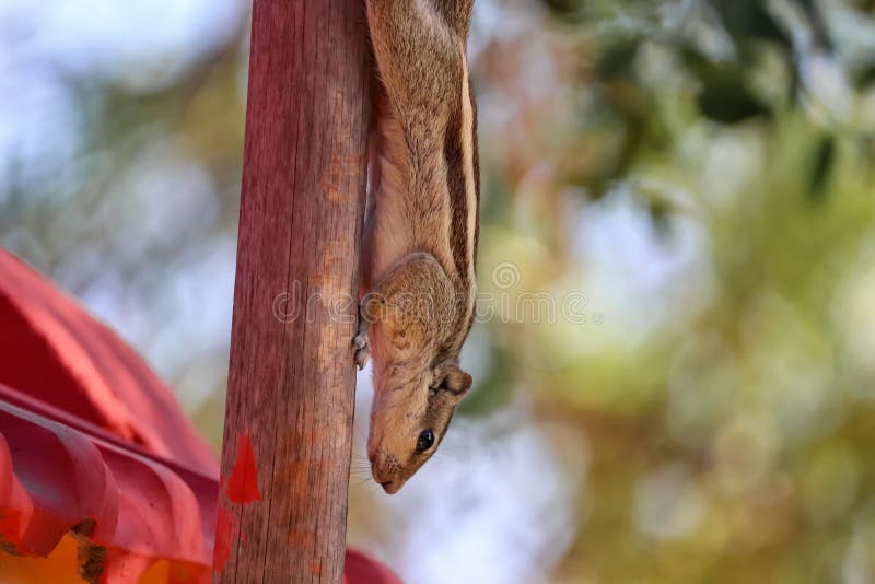 Indian Squirrel on Trees,squirrel at Farm,squirrel on Bamboo Trees