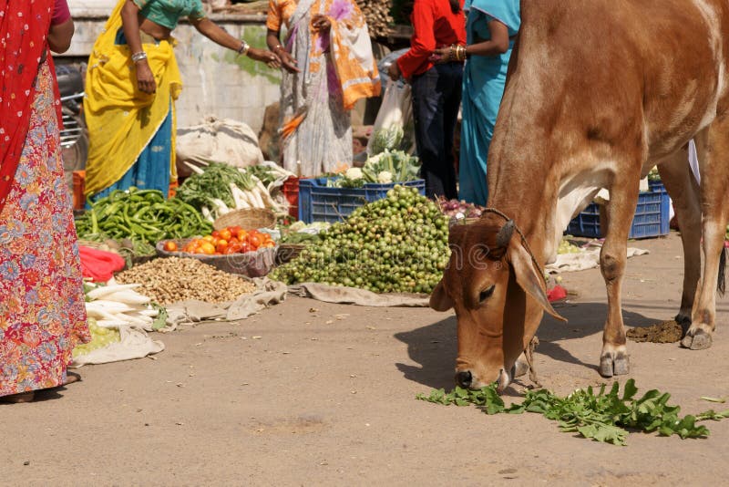 Indian street scene. Cow eating vegetation at a roadside market. Indian ladies in colorful sari's. Fruit scene stock images, royalty-free photos and pictures