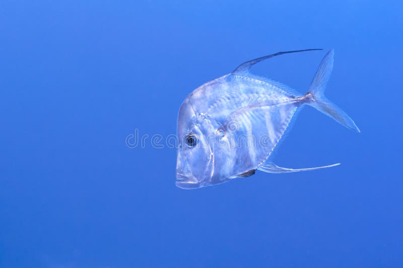 4,041 Thread Fish Stock Photos - Free & Royalty-Free Stock Photos from  Dreamstime