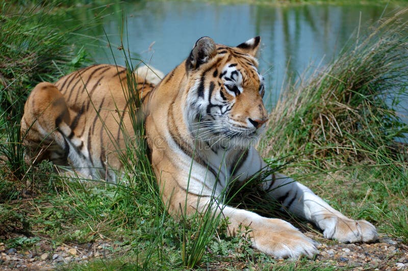 Indian Tiger