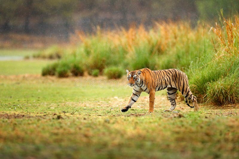 Wildlife in danger. Тигр в Индии. Тигр дождь. Сафари в Индии фотосессия с тиграми. Тигр индийский тигр индийский тигр.