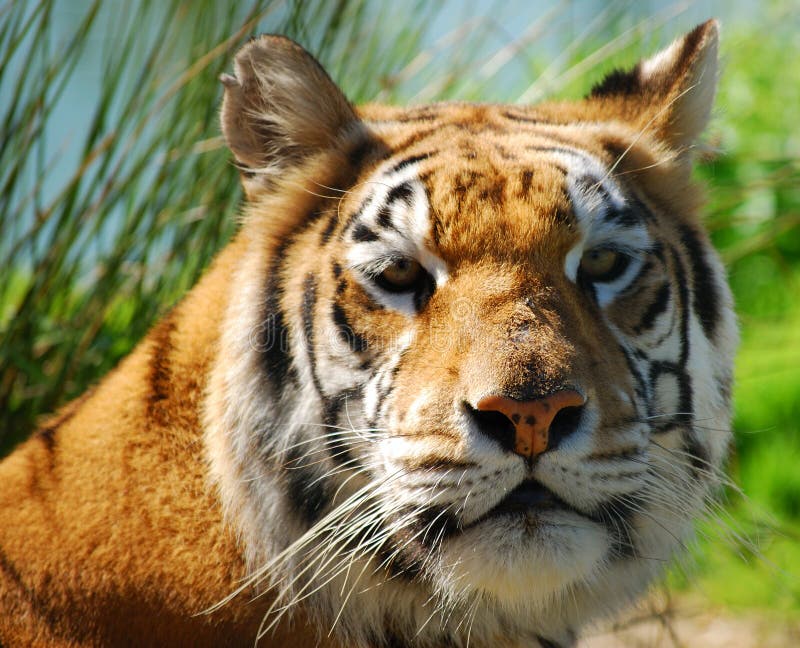 Indian Tiger portrait