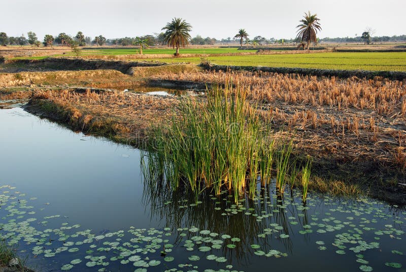 Indian Village royalty free stock images