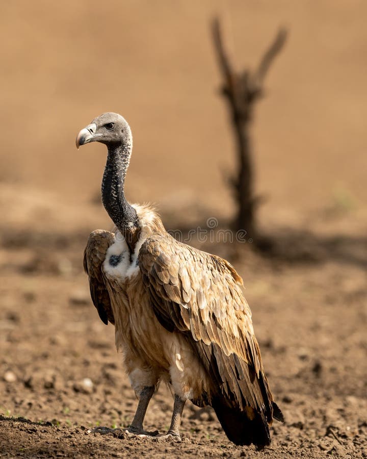 Long Billed Vulture Or Gyps Indicus At Ranthambore Tiger Reserve India Stock Image Image Of