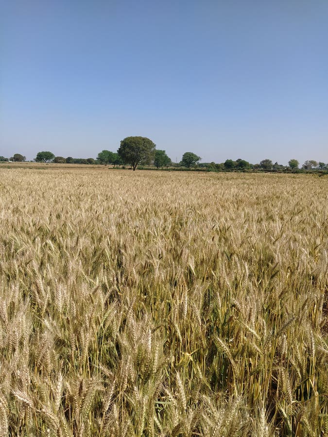 Indian wheat stock photo. Image of farming, farm, agriculture 2934740
