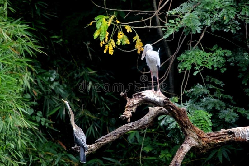 Indian wild birds on forest tree branch