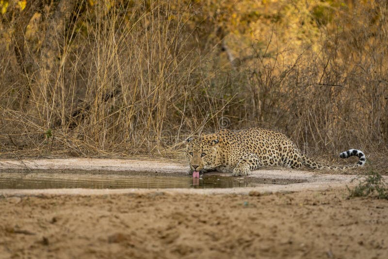 Indian wild male leopard or panther quenching thirst or drinking water from waterhole with eye contact during safari at jhalana