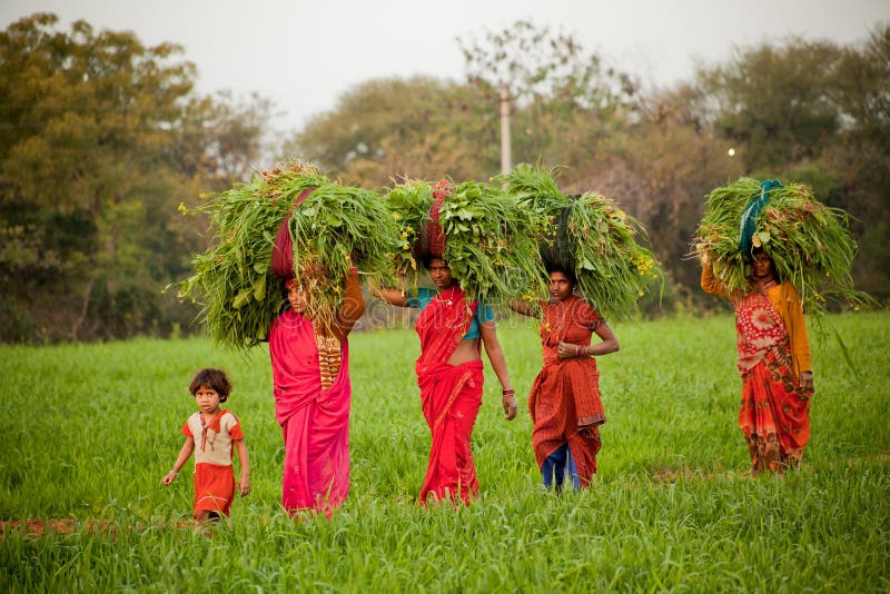 Indian women work at farmland