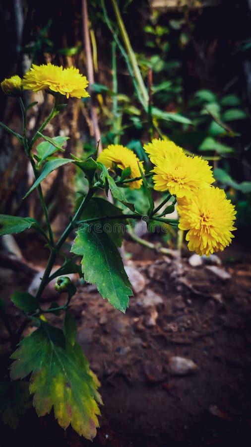 22,463 Indian Yellow Flower Photos Free & RoyaltyFree Stock Photos