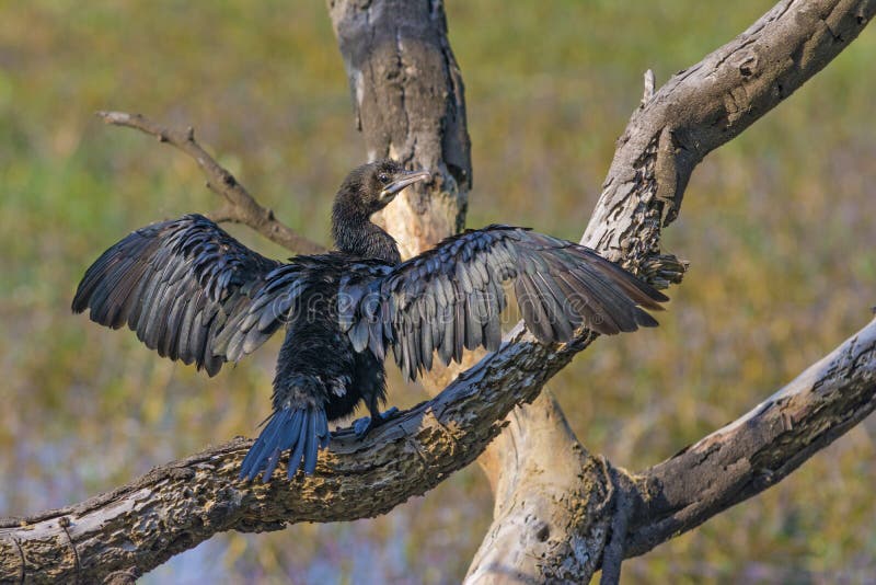 Indiano Cormorant fotografia stock Indiano Cormorant fotografia stock