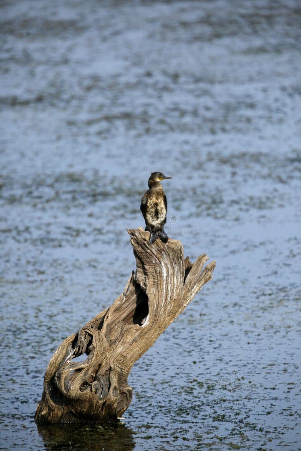 Indiano Cormorant nel parco nazionale di Ranthambore fotografie stock libere da diritti Indiano Cormorant nel parco nazionale di Ranthambore fotografie stock libere da diritti