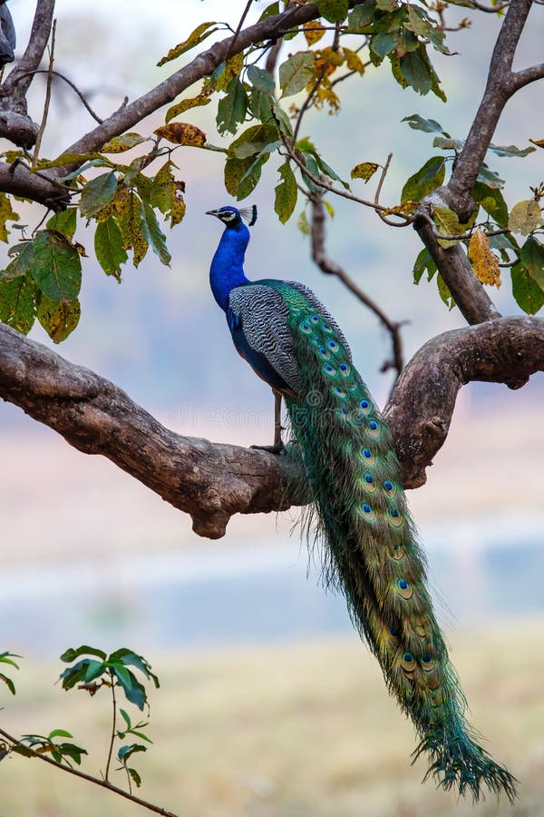 Indian peafowl Pavo cristatus, also known as the common peafowl, in Kanha National Park in India. Indian peafowl Pavo cristatus, also known as the common peafowl, in Kanha National Park in India