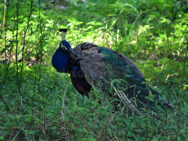 Colorful Peafowl in Jungle and lush green forest plants in background. Colorful Peafowl in Jungle and lush green forest plants in background.