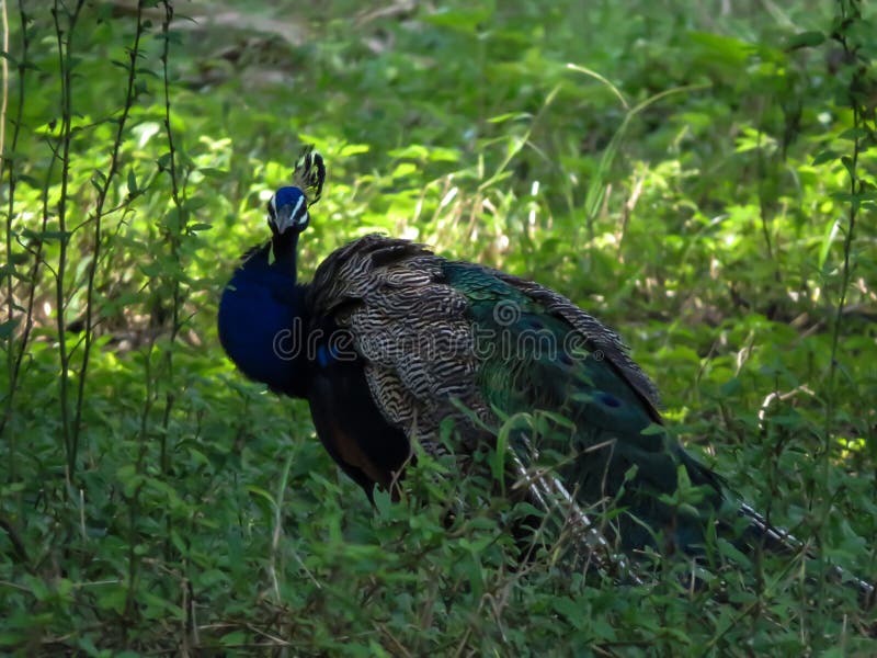 Colorful Peafowl in Jungle and lush green forest plants in background. Colorful Peafowl in Jungle and lush green forest plants in background.