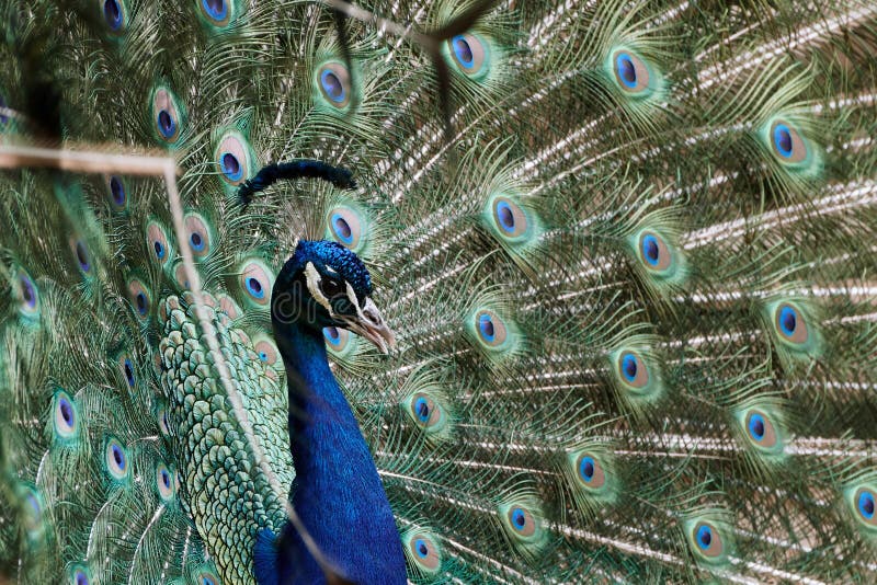 Close-up of Indian peafowl, Pavo cristatus. Blue peacock showing its colorful fanned out plumage with eyespots and green spread feathers. Close-up of Indian peafowl, Pavo cristatus. Blue peacock showing its colorful fanned out plumage with eyespots and green spread feathers.