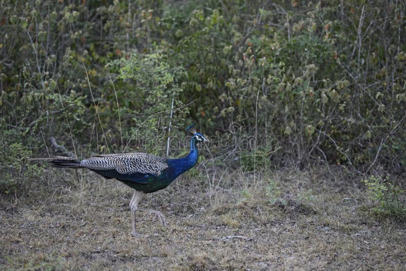 Indian Peafowl - Pavo cristatus, beatiful iconic colored bird from Indian forests and meadows, Sri Lanka. Indian Peafowl - Pavo cristatus, beatiful iconic colored bird from Indian forests and meadows, Sri Lanka.