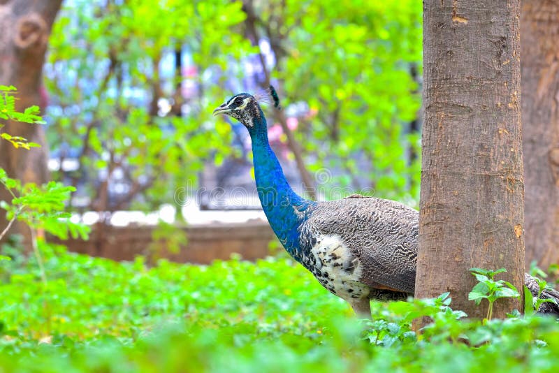 The Indian peafowl, also known as the common peafowl, and blue peafowl, is a peafowl species native to the Indian subcontinent. It has been introduced to many other countries. The Indian peafowl, also known as the common peafowl, and blue peafowl, is a peafowl species native to the Indian subcontinent. It has been introduced to many other countries