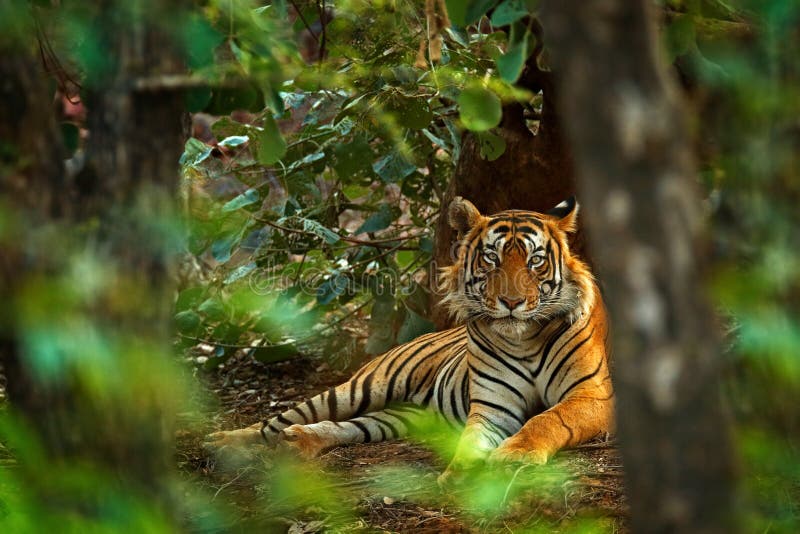 Indiańska tygrysia samiec z pierwszy deszczem, dzikie zwierzę w natury siedlisku, Ranthambore, India Duży kot, zagrażający zwierz