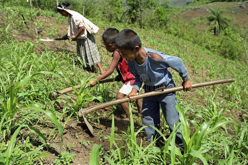 Guatemala, department Alto Verapaz, village San Pablo Purulha: in the mountains, highlands, around Coban, an Indian family, children and women, are working on their farmland. The boys are between the corn plants with their how to weeding weed. The Indian female use a machete for the same work. Corn is the main crop for these people in their self-sufficiency agriculture. Only a maize surplus is sold to the market. Guatemala, department Alto Verapaz, village San Pablo Purulha: in the mountains, highlands, around Coban, an Indian family, children and women, are working on their farmland. The boys are between the corn plants with their how to weeding weed. The Indian female use a machete for the same work. Corn is the main crop for these people in their self-sufficiency agriculture. Only a maize surplus is sold to the market.