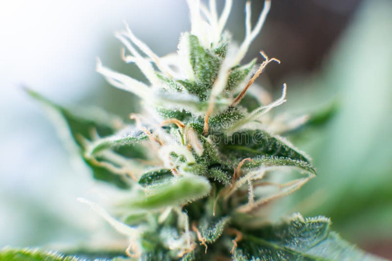Indica i Sativa medycznych uniwersytet?w marihuany p?czek Leczniczy marihuany cbd thc Poj?cia legalizowa? ziele ?wirzepy obraz royalty free Indica i Sativa medycznych uniwersytet?w marihuany p?czek Leczniczy marihuany cbd thc Poj?cia legalizowa? ziele ?wirzepy obraz royalty free
