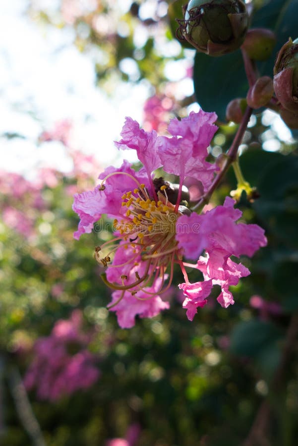 indica lagerstroemia stock foto's indica lagerstroemia stock foto's