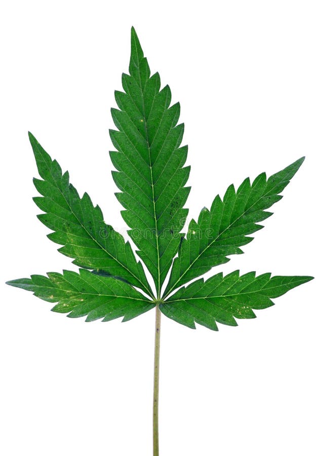 indica leafväxt för cannabis royaltyfria foton indica leafväxt för cannabis royaltyfria foton