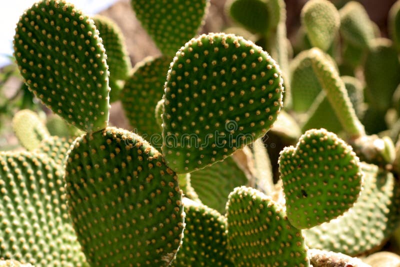 Indica opuntia ficus στοκ φωτογραφία με δικαίωμα ελεύθερης χρήσης