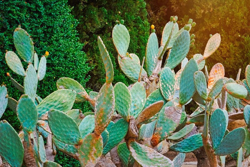 Indica opuntia ficus στοκ εικόνες με δικαίωμα ελεύθερης χρήσης