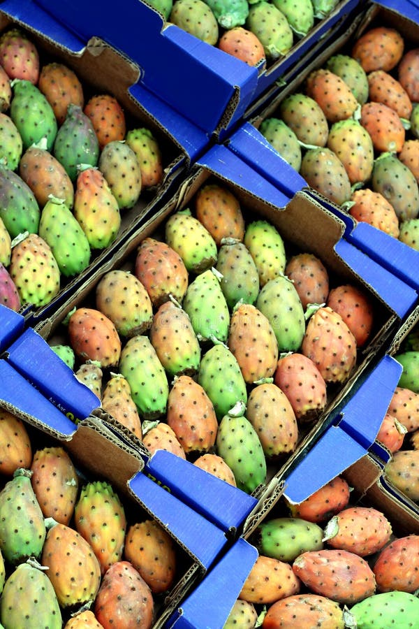 Indica opuntia ficus στοκ φωτογραφία με δικαίωμα ελεύθερης χρήσης
