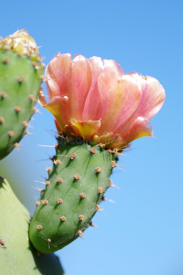 Indica opuntia ficus στοκ φωτογραφία με δικαίωμα ελεύθερης χρήσης