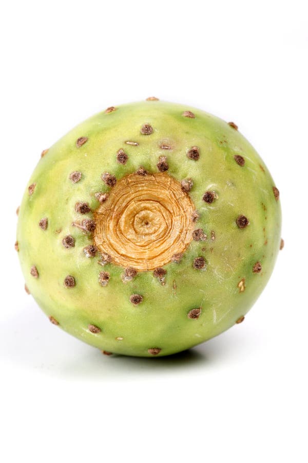 Indica opuntia ficus στοκ εικόνα με δικαίωμα ελεύθερης χρήσης