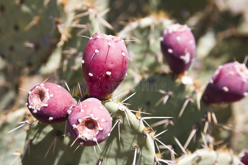 Indica opuntia ficus στοκ εικόνες με δικαίωμα ελεύθερης χρήσης