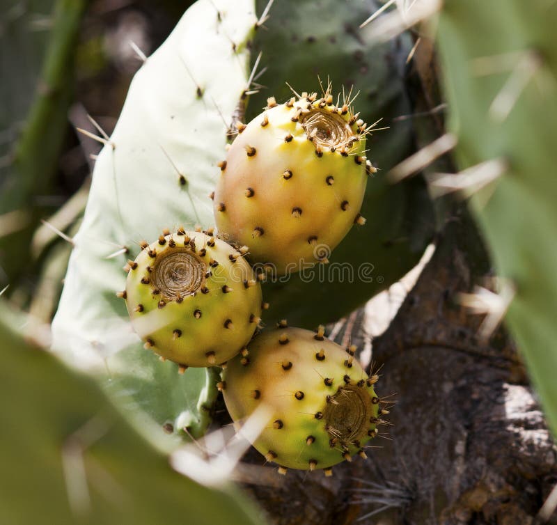 Indica opuntia καρπού ficus κάκτων στοκ φωτογραφία με δικαίωμα ελεύθερης χρήσης