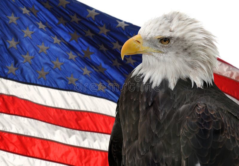 Indicador americano y águila calva imágenes de archivo libres de regalías Indicador americano y águila calva imágenes de archivo libres de regalías