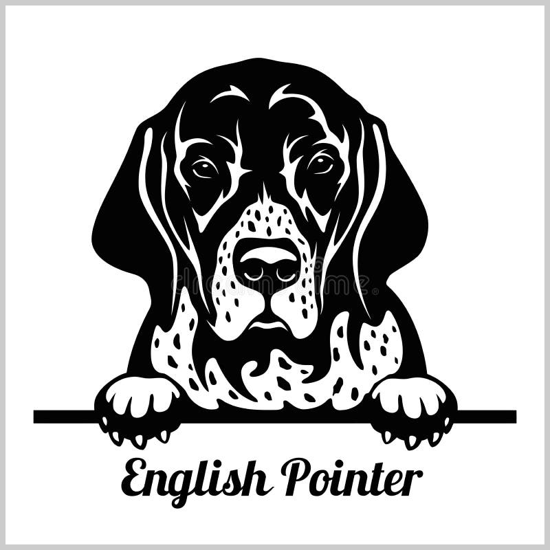 Indicador inglés - mirando a escondidas perros - cabeza de la cara de la raza aislada en blanco