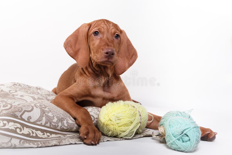 Indicateur de Vizsla de Hongrois de chien images stock Indicateur de Vizsla de Hongrois de chien images stock