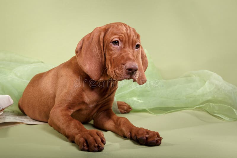 Indicateur de Vizsla de Hongrois de chien image stock Indicateur de Vizsla de Hongrois de chien image stock