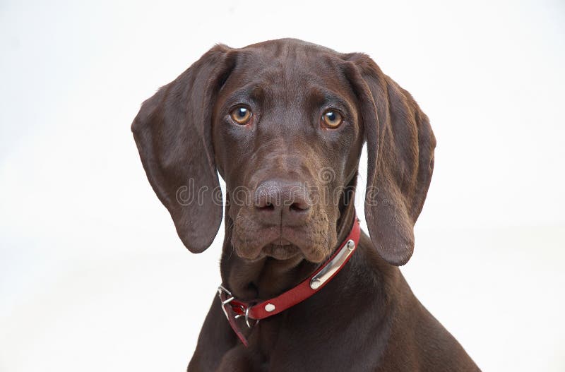 Portrait of brown dog pointer. Portrait of brown dog pointer