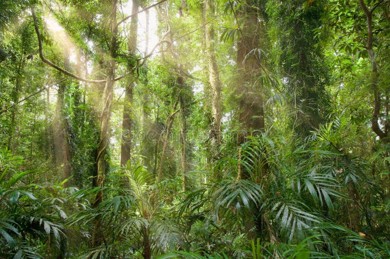 Indicatore luminoso nella foresta pluviale