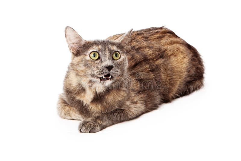 Indicazione arrabbiata del gatto di calicò immagini stock Indicazione arrabbiata del gatto di calicò immagini stock