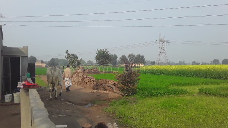 Indien Haryana, före detta husfält på gröngräs i högspänningstorn arkivbilder Indien Haryana, före detta husfält på gröngräs i högspänningstorn arkivbilder