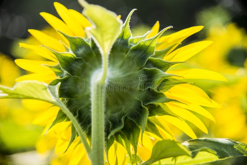 Indietro del girasole nel garden1 fotografie stock Indietro del girasole nel garden1 fotografie stock