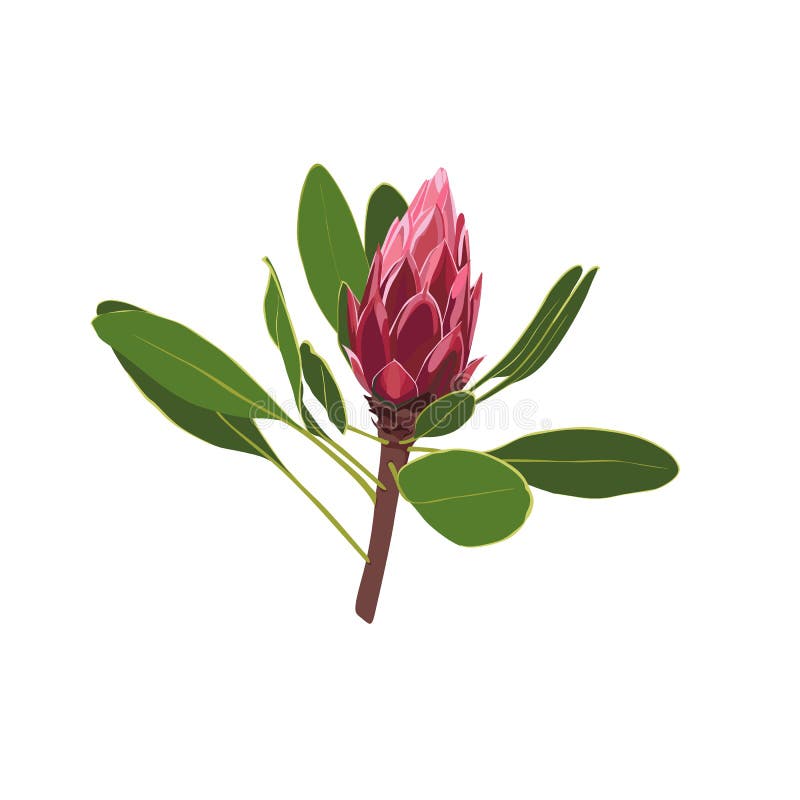 Indigenous South African Flowers - exotic tropical Protea isolated on white background. vector illustration Indigenous South African Flowers - exotic tropical Protea isolated on white background. vector illustration