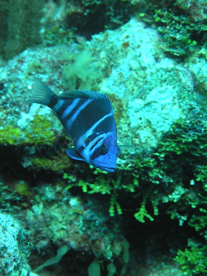 3+ Hamlet fish Free Stock Photos StockFreeImages