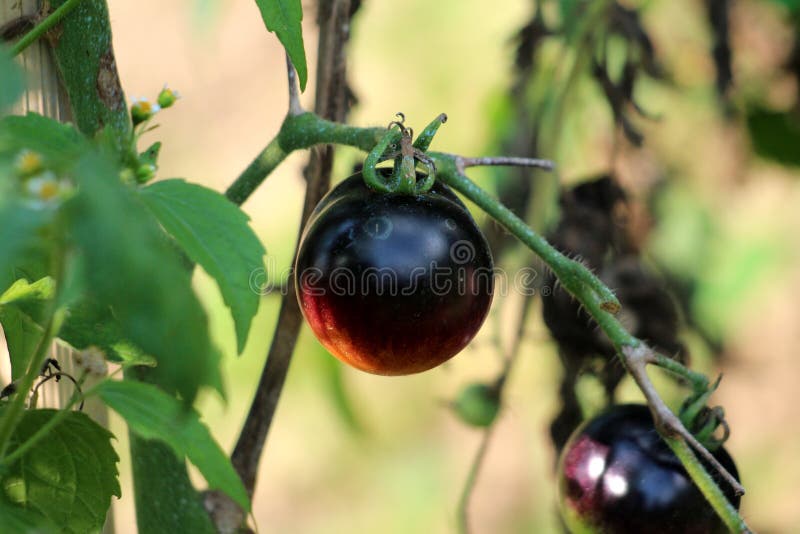 Indigo stieg die kleinen dunklen Kirschtomaten, die zur Rebe und zum Wachsen im lokalen Hausgarten befestigt wurden, der mit Nied lizenzfreie stockfotos Indigo stieg die kleinen dunklen Kirschtomaten, die zur Rebe und zum Wachsen im lokalen Hausgarten befestigt wurden, der mit Nied lizenzfreie stockfotos