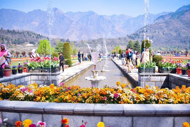 Indira Gandhi Memorial Tulip garden, previously Model Floriculture Center, is a tulip garden in Srinagar, Kashmir. It is the large royalty free stock photos Indira Gandhi Memorial Tulip garden, previously Model Floriculture Center, is a tulip garden in Srinagar, Kashmir. It is the large royalty free stock photos