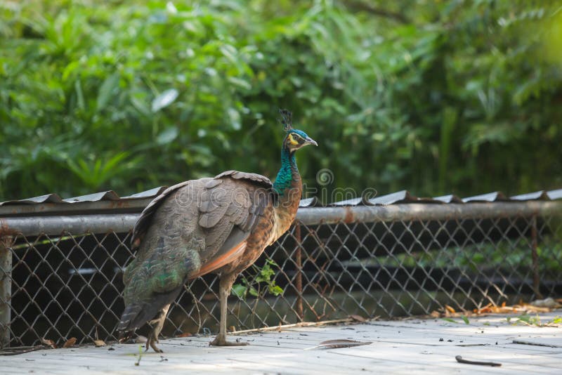 Indian Peafowl blue peafowl, a large and brightly colored bird. Female Peahens lack train, and have greenish lower neck and duller brown plumage. The primaries, secondaries and tail are dark brown. Indian Peafowl blue peafowl, a large and brightly colored bird. Female Peahens lack train, and have greenish lower neck and duller brown plumage. The primaries, secondaries and tail are dark brown
