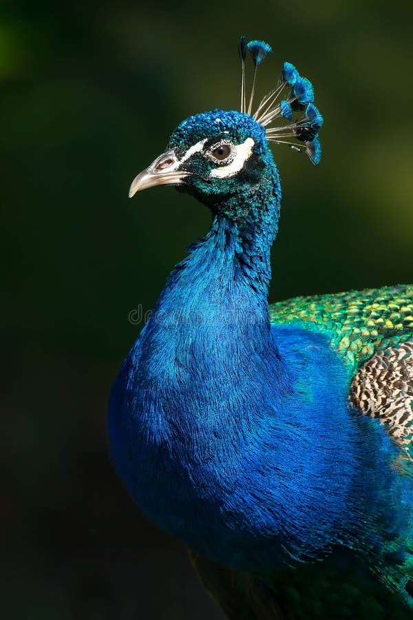 Native of South Asia, close up of an Indian Peafowl at the zoo. Also know as a Blue Peafowl or Peacock. Toronto, Ontario, Canada. Native of South Asia, close up of an Indian Peafowl at the zoo. Also know as a Blue Peafowl or Peacock. Toronto, Ontario, Canada.