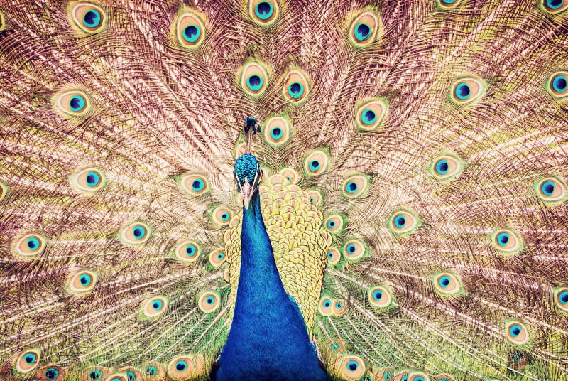Indian peafowl - Pavo cristatus displaying. Animal scene. Beauty in nature. Red photo filter. Indian peafowl - Pavo cristatus displaying. Animal scene. Beauty in nature. Red photo filter