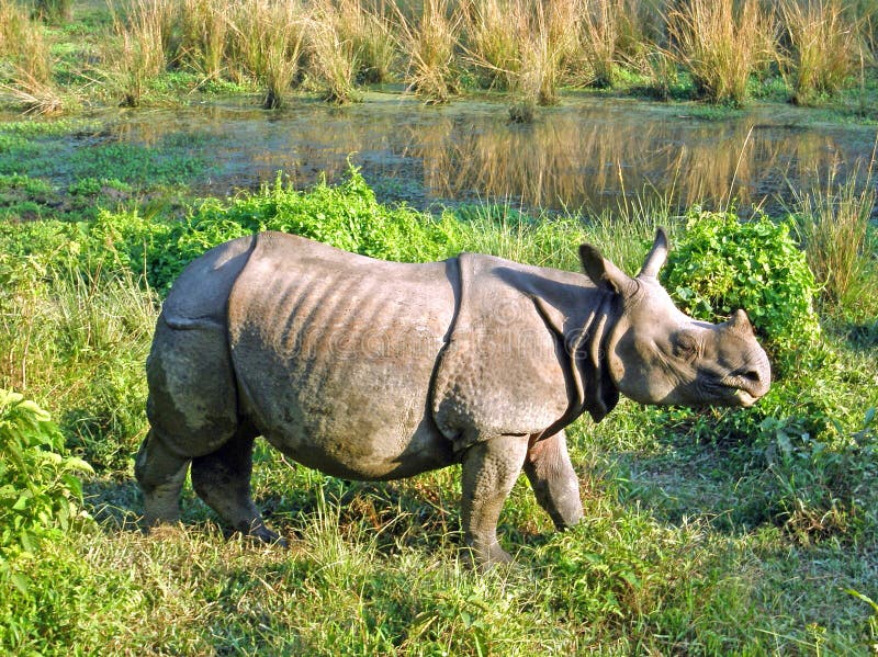 Indische gehoornde rinoceros stock afbeelding Indische gehoornde rinoceros stock afbeelding
